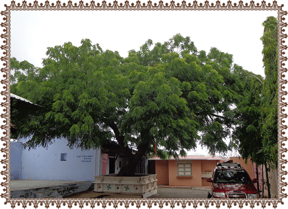દરબારગઢમાં લીમ્બવૃક્ષ