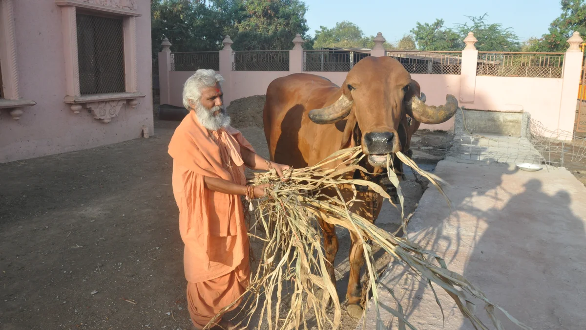 GAU SEVA (Service of Cows)